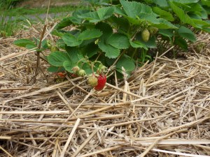 SAMSUNG DIGITAL CAMERA