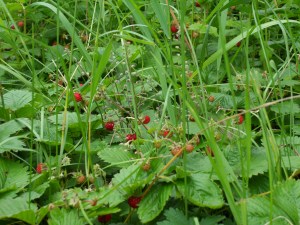 SAMSUNG DIGITAL CAMERA