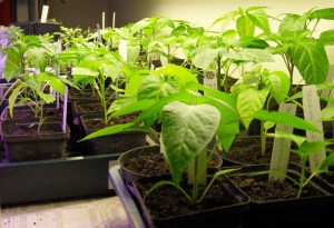 SAMSUNG DIGITAL CAMERA