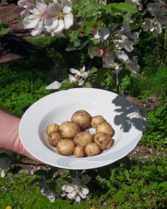 SAMSUNG DIGITAL CAMERA