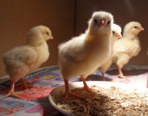 SAMSUNG DIGITAL CAMERA