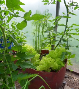 SAMSUNG DIGITAL CAMERA