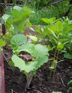 SAMSUNG DIGITAL CAMERA