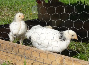 SAMSUNG DIGITAL CAMERA