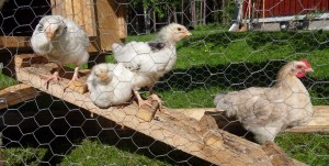 SAMSUNG DIGITAL CAMERA