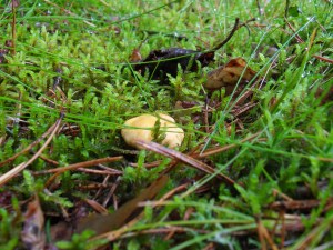 SAMSUNG DIGITAL CAMERA