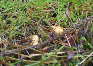 SAMSUNG DIGITAL CAMERA