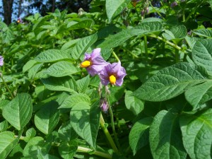 SAMSUNG DIGITAL CAMERA