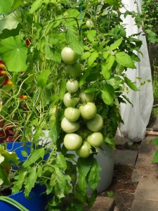 SAMSUNG DIGITAL CAMERA