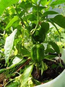 SAMSUNG DIGITAL CAMERA