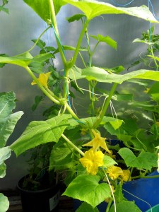 SAMSUNG DIGITAL CAMERA