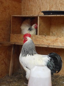 SAMSUNG DIGITAL CAMERA