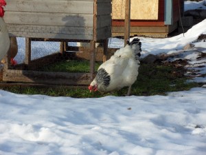 SAMSUNG DIGITAL CAMERA