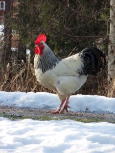 SAMSUNG DIGITAL CAMERA