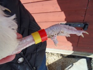 SAMSUNG DIGITAL CAMERA