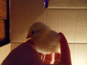 SAMSUNG DIGITAL CAMERA