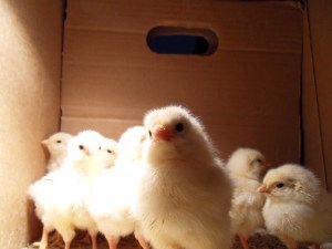 kaxig sussexkyckling