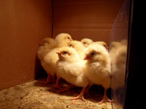 SAMSUNG DIGITAL CAMERA