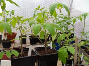 Tomatplantor