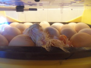 SAMSUNG DIGITAL CAMERA