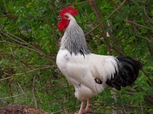 Tupp på gödselstacken