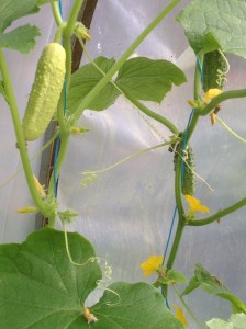 Arboga vit och Picklesgurka, sådda 25 juni