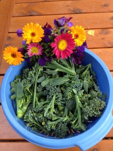 Broccoli 5 september