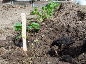 SAMSUNG DIGITAL CAMERA