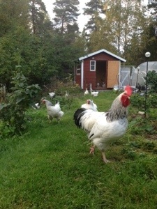 Höns i trädgårdsland