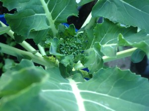 Broccoli i december