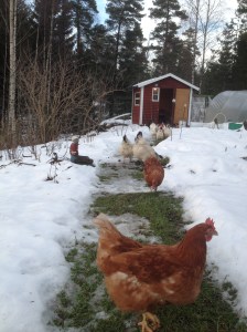 Höns i snö