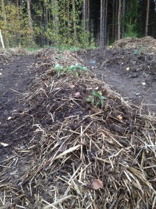 Nyplanterade jordgubbar