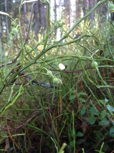 Blåbärsblom 25 nov -14