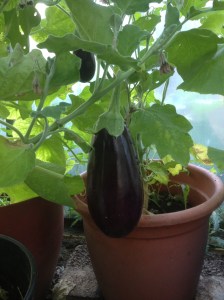 Aubergine (3)