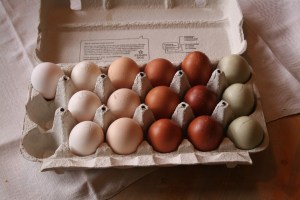 Alla äggfärger