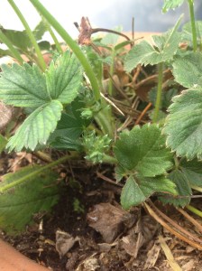 Jordgubbsblommor 8 april -15