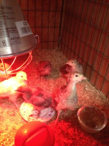 Kalkon kyclingar 2 veckor