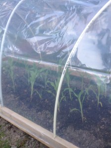 Flyttbart växthus.2