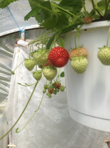 Jordgubbar växthus 150530