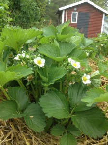 Jordgubbsblommor 150530