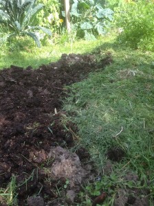 Förberedelser för plantering aug.