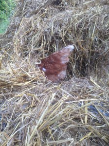 Hönsbak i halmbalen