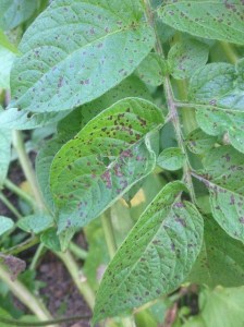 Potatisbladmögel