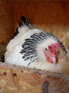 SAMSUNG DIGITAL CAMERA