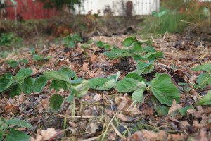 Inbäddat jordgubbsland