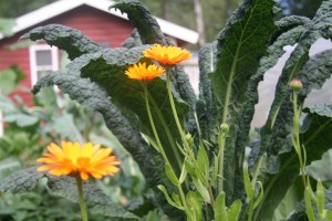Svartkål och ringblomma