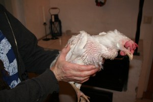 Vita hönan i köket