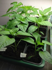 Chili o paprika 14 febr-16