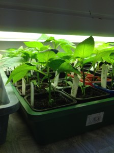 Växter nära lysrören