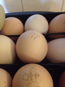 Plymouth Rock Australorp.